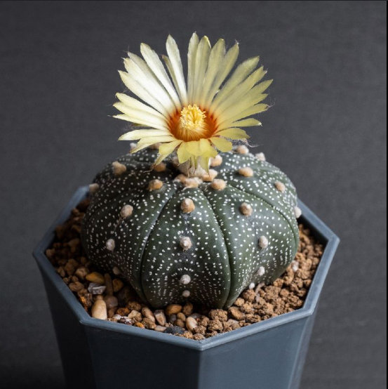 Astrophytum Asteria - Sand Dollar Cactus