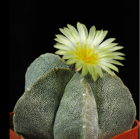 Cactus with a blooming yellow flower on a black background