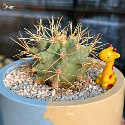 Cactus in a pot with a small yellow giraffe figurine on a blurred background
