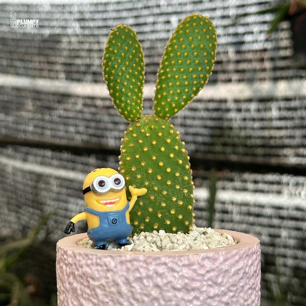 Opuntia Microdasys (Bunny Ear Cactus)