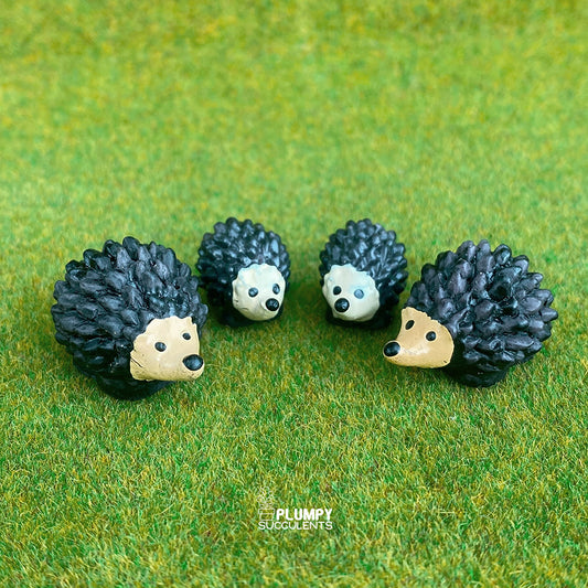 Hedgehog