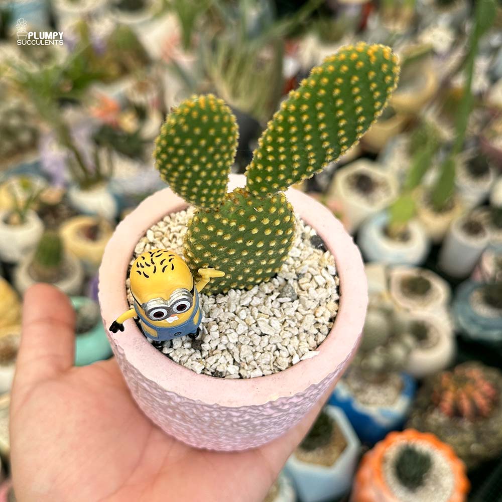 bunny ear succulents Opuntia Microdasys (Bunny Ear Cactus)