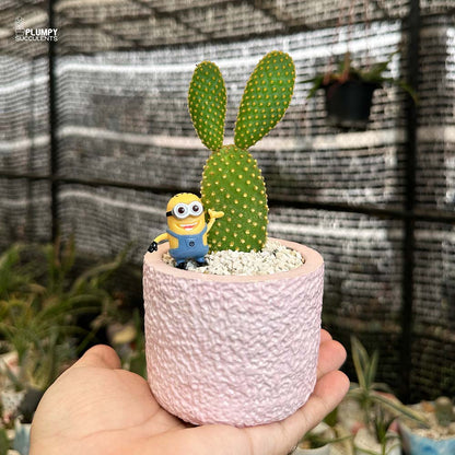 Opuntia Microdasys (Bunny Ear Cactus)