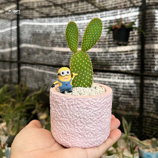 Opuntia Microdasys (Bunny Ear Cactus)