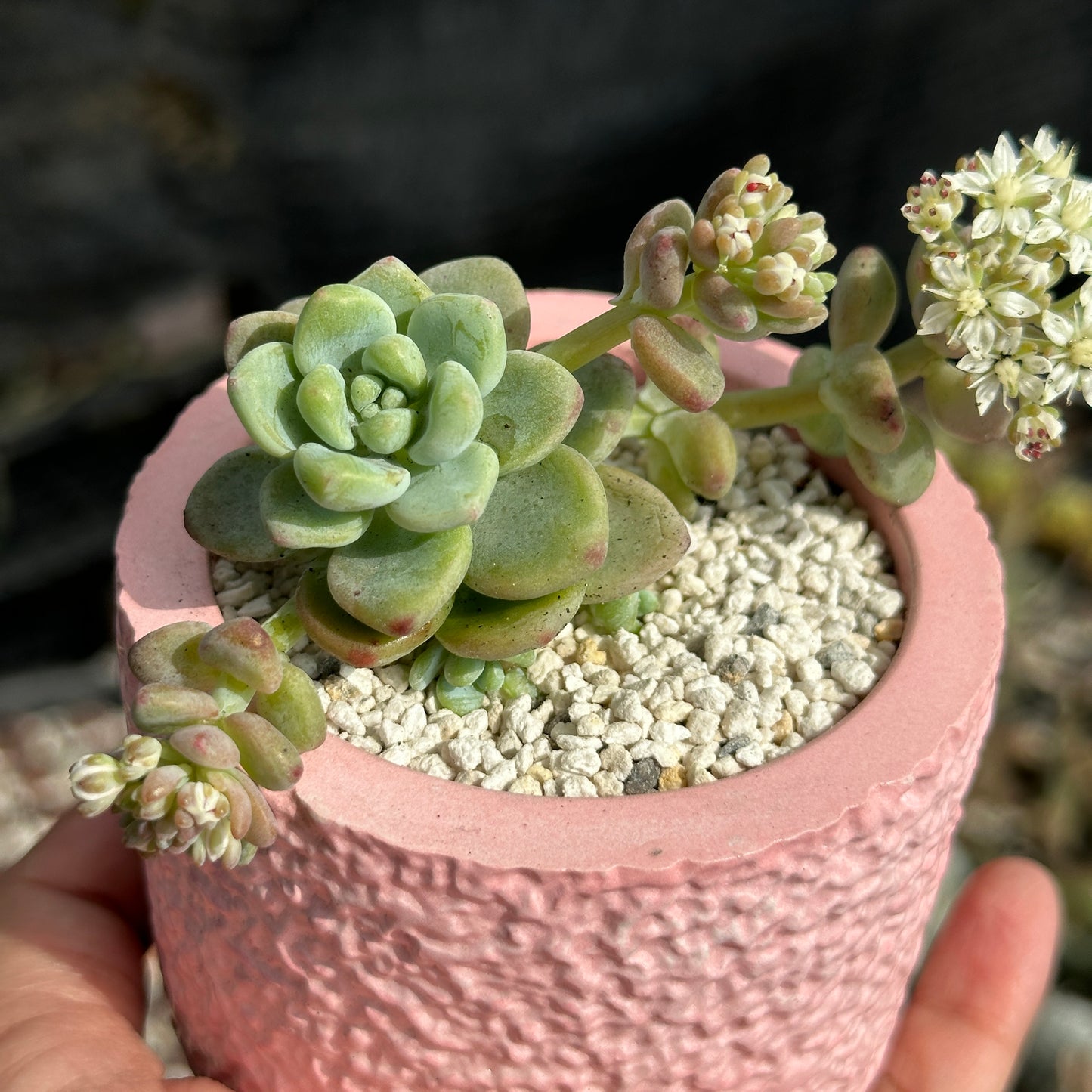 Sedum Calavatum