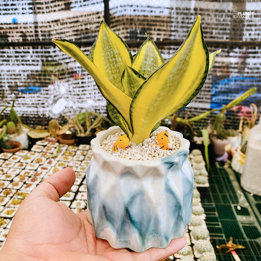 Sansveria Golden Hahnii (Snake Plant)