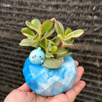 Crassula Ovata Variegated – Variegated Jade Plant