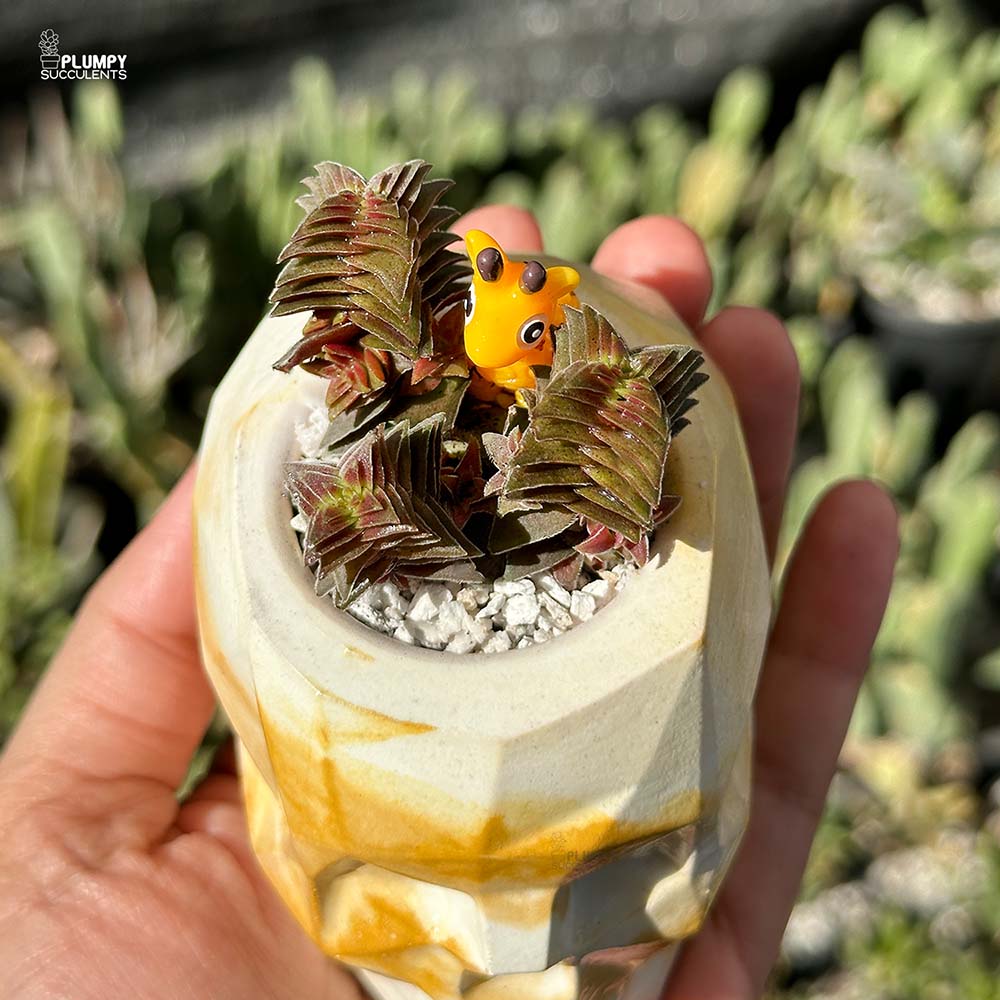 Crassula Capitella ss thyrsiflora