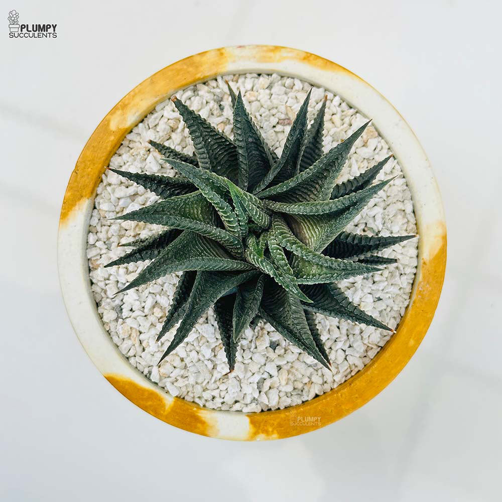 Haworthia Limifolia