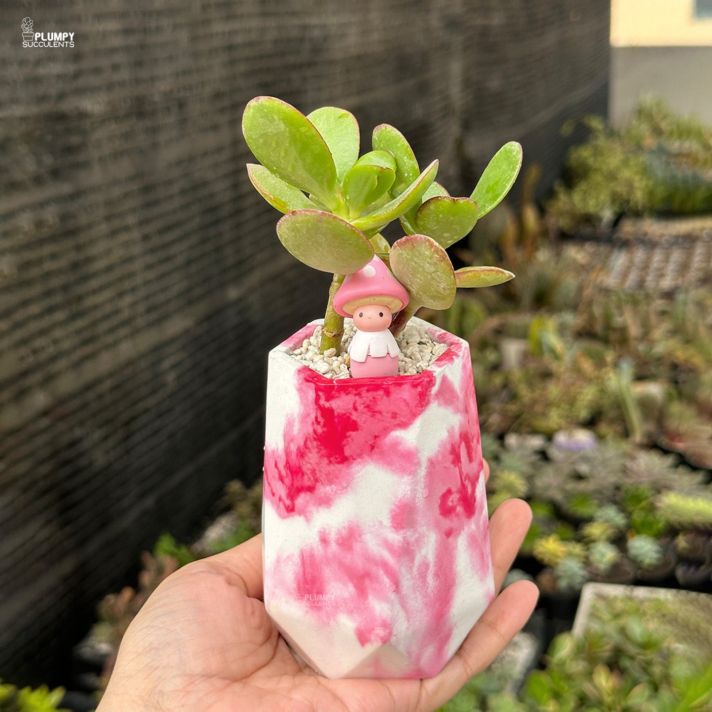 Crassula Ovata – Jade Plant