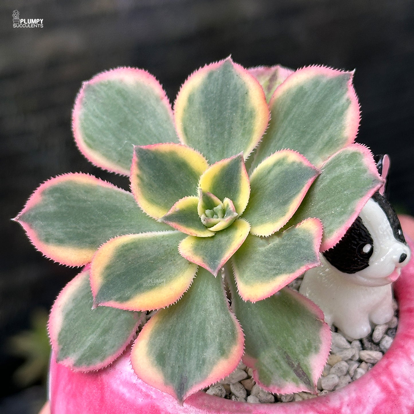 Aeonium Sunburst – Blush Pink Rosettes