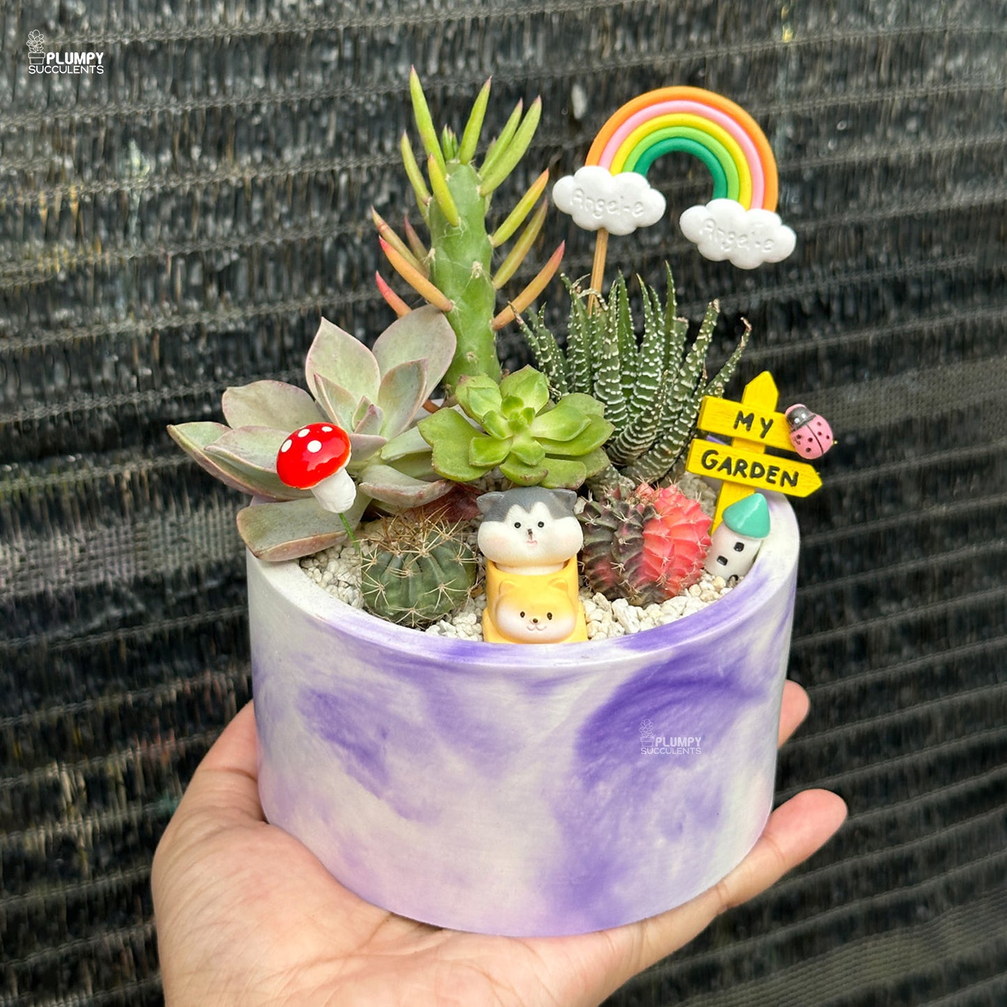 Succulent Garden (Rainbow Land)