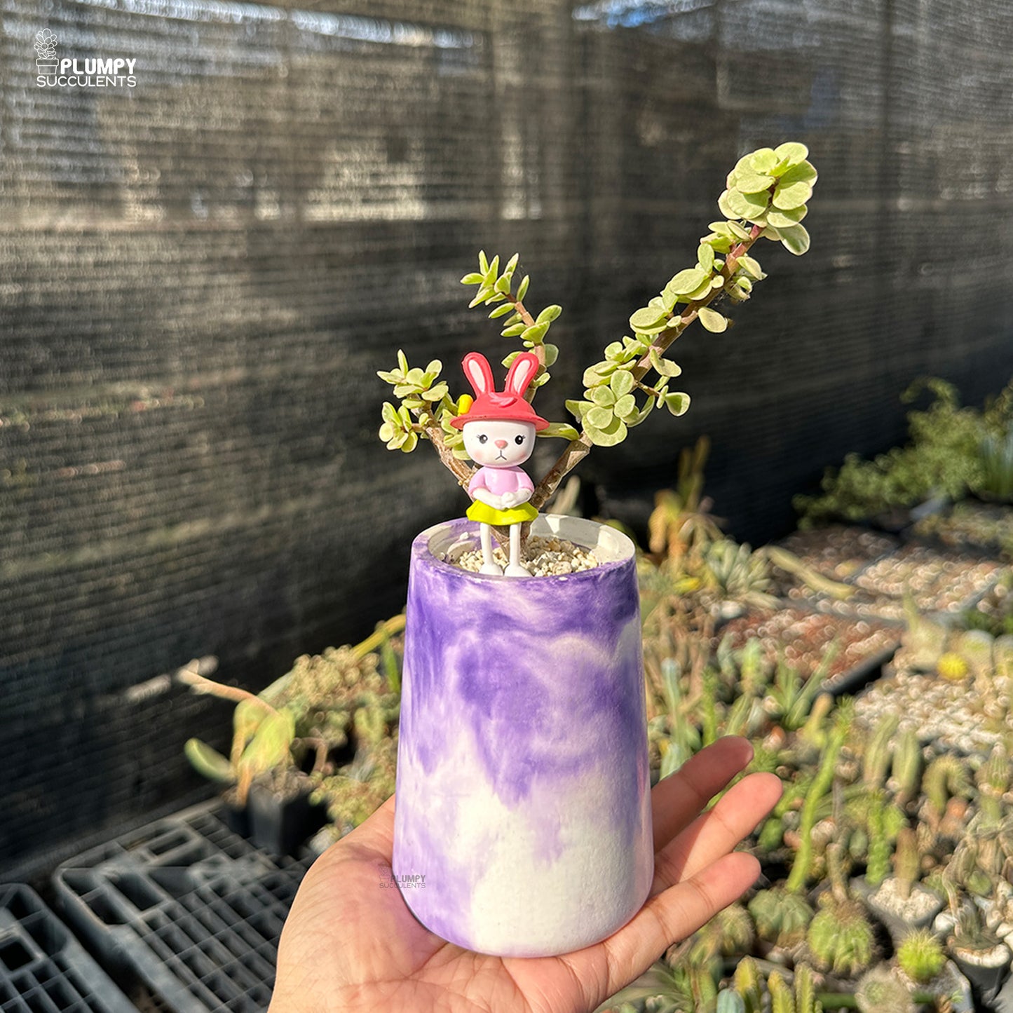 Portulacaria Afra – Elephant Bush Jade