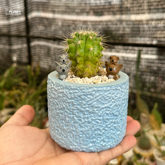 Golden Barrel Cactus