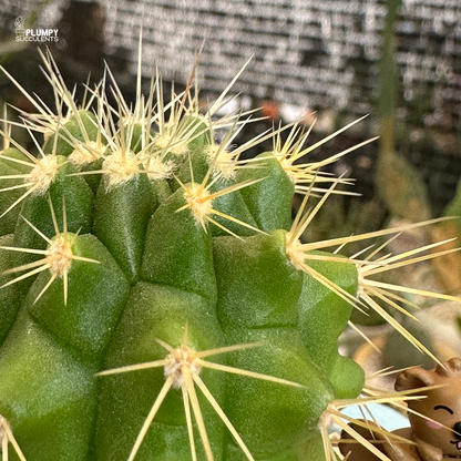 Golden Barrel Cactus