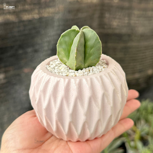 Astrophytum Myriostigma