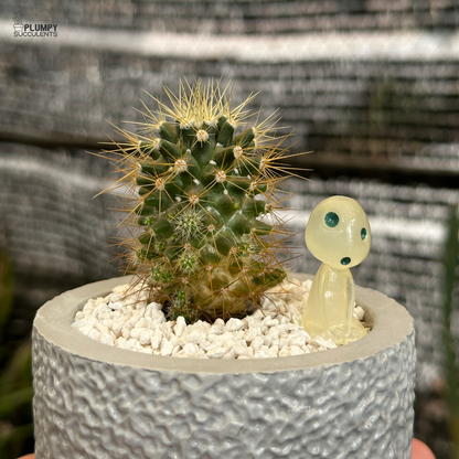 Mammillaria Golden Thorns