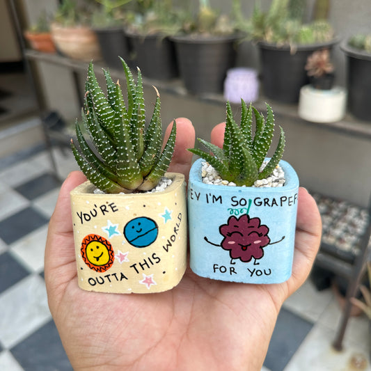 Painted Planters (Indoor Plants)