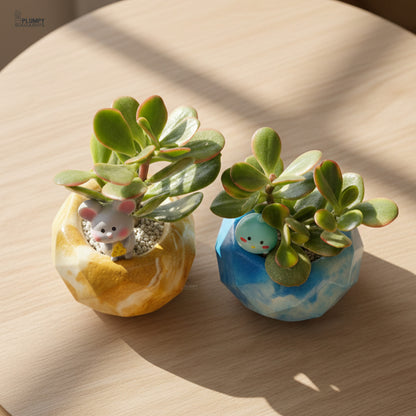 Crassula Ovata Variegated – Variegated Jade Plant