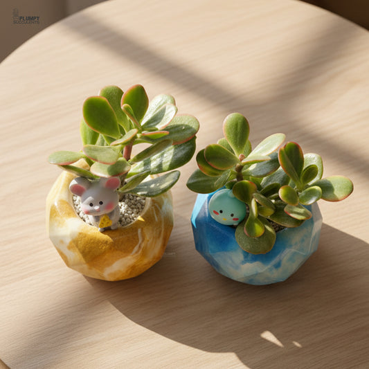 Crassula Ovata Variegated – Variegated Jade Plant