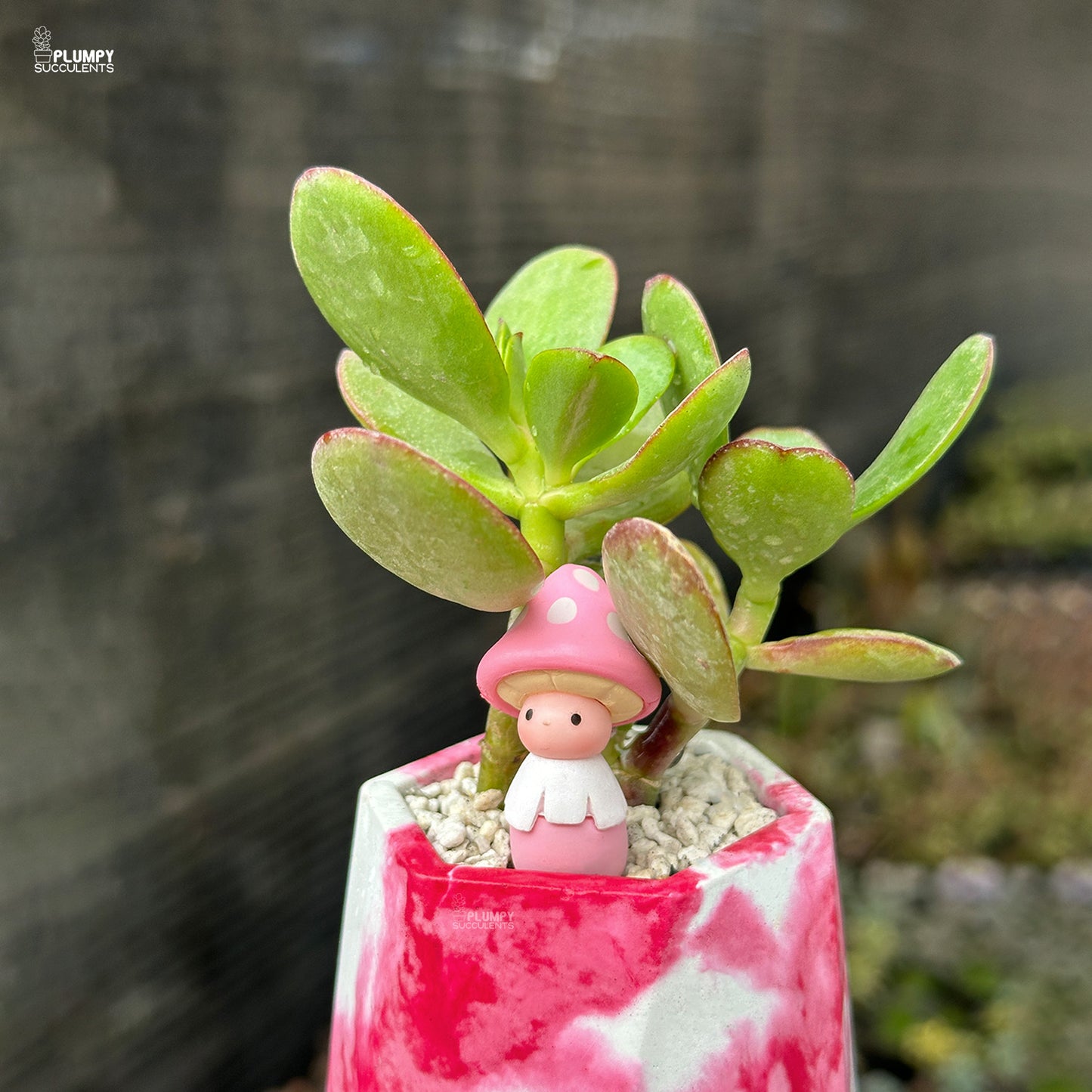 Crassula Ovata – Jade Plant