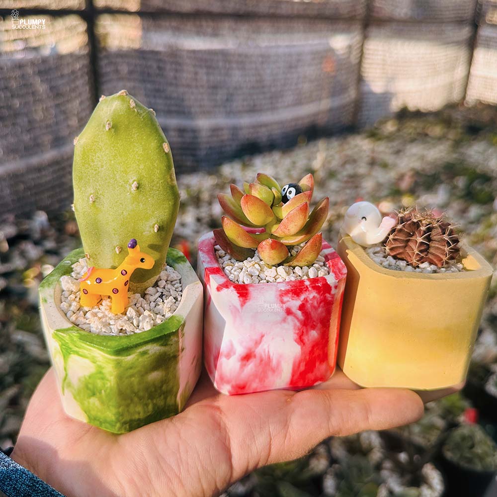 Set of 3 Succulents