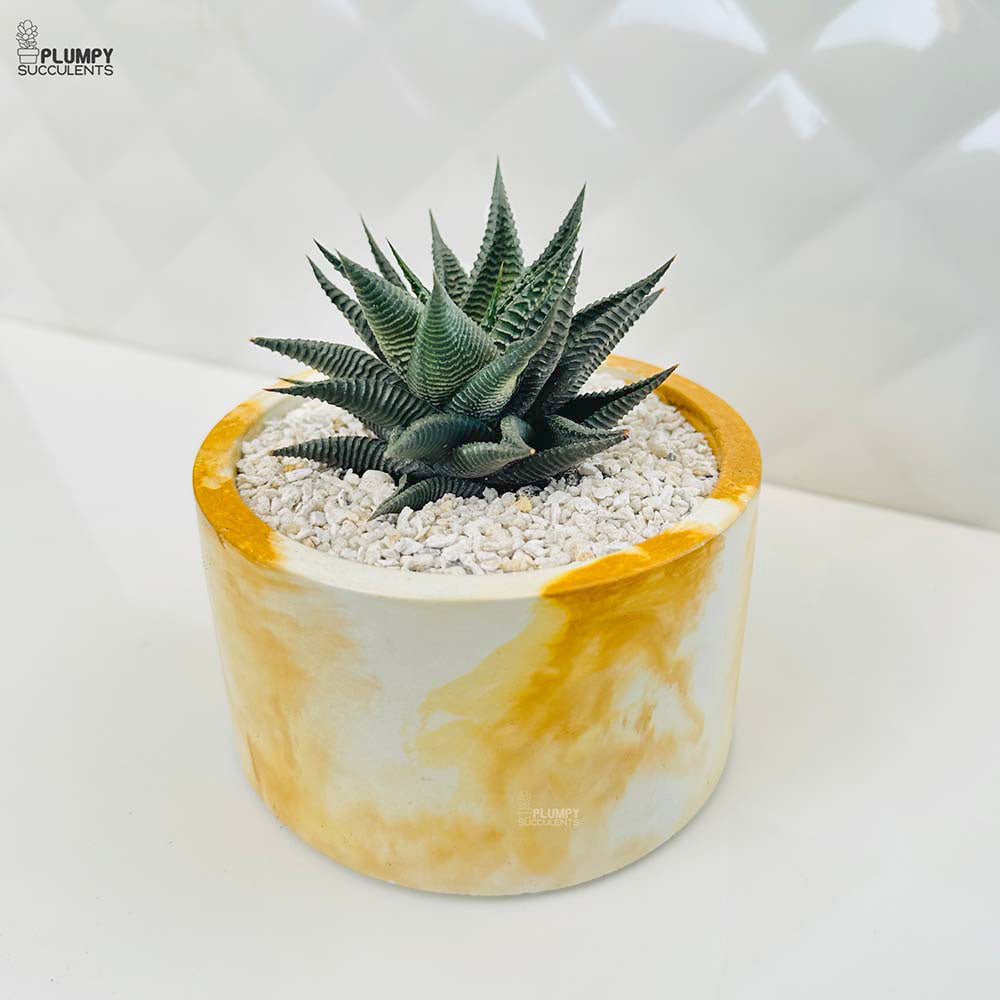 Haworthia Limifolia