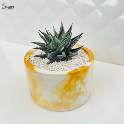 Haworthia Limifolia