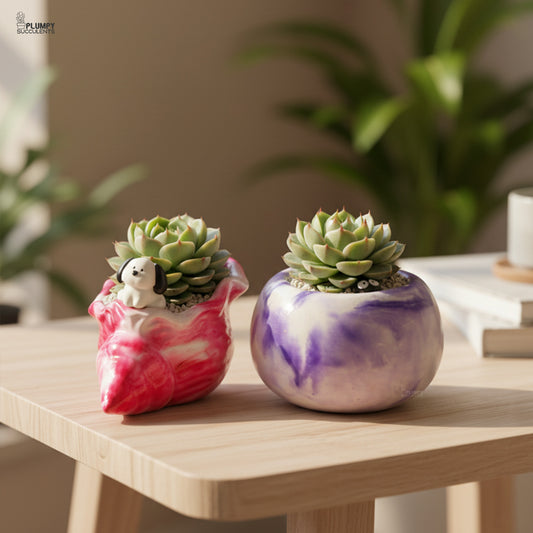 Echeveria Ben Badis – Mini Rosettes