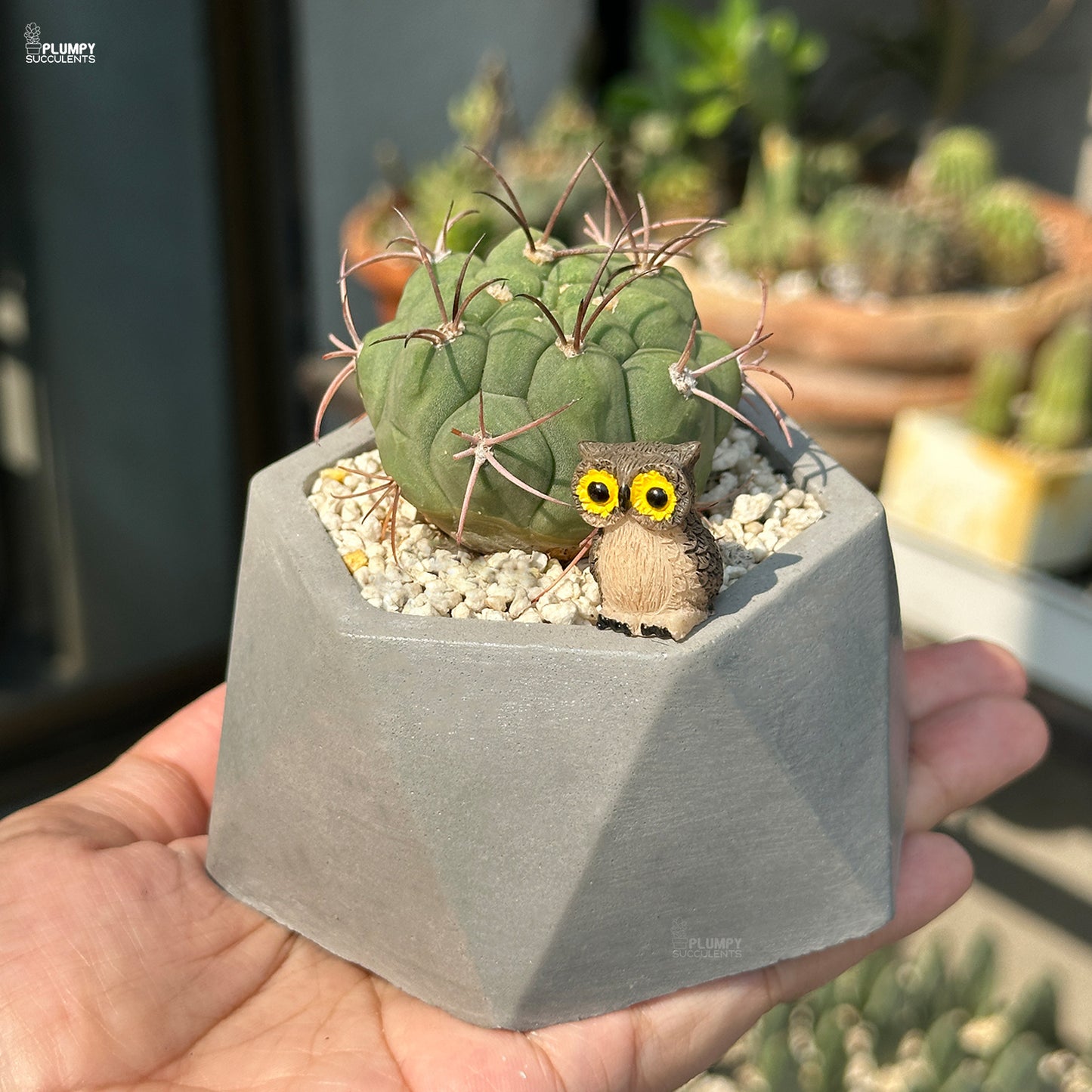 Gymnocalycium Pflanzii - An Owl Nest