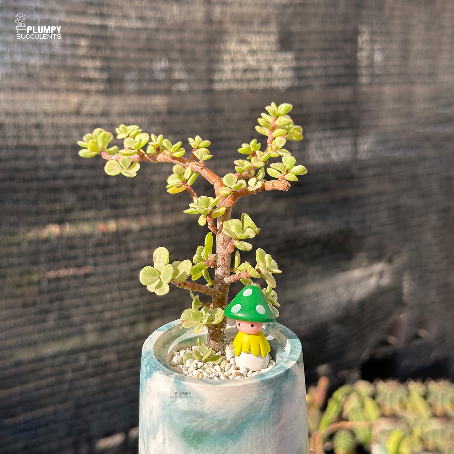 Portulacaria Afra – Elephant Bush Jade