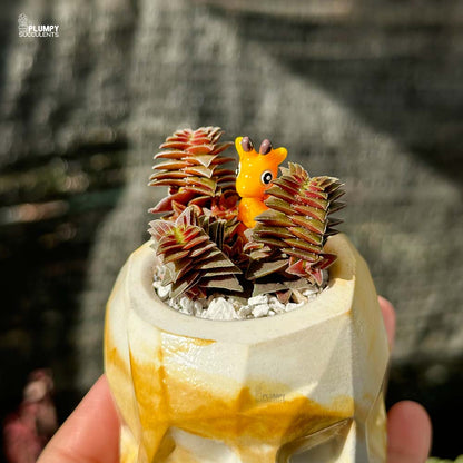 Crassula Capitella ss thyrsiflora