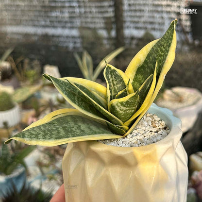 Sansveria Hahnii Variegated (Snake Plant)