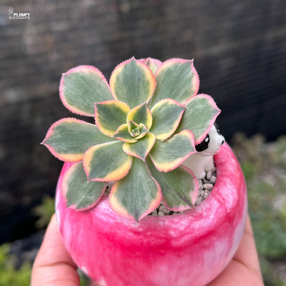 Aeonium Sunburst – Blush Pink Rosettes