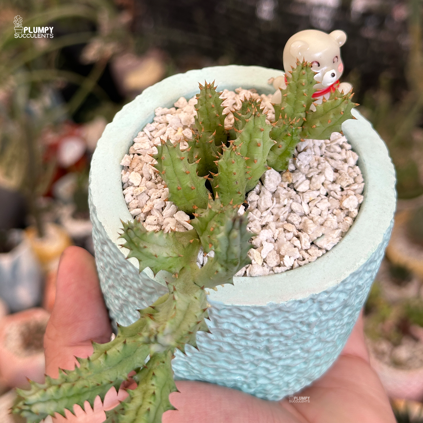 Stapelia
