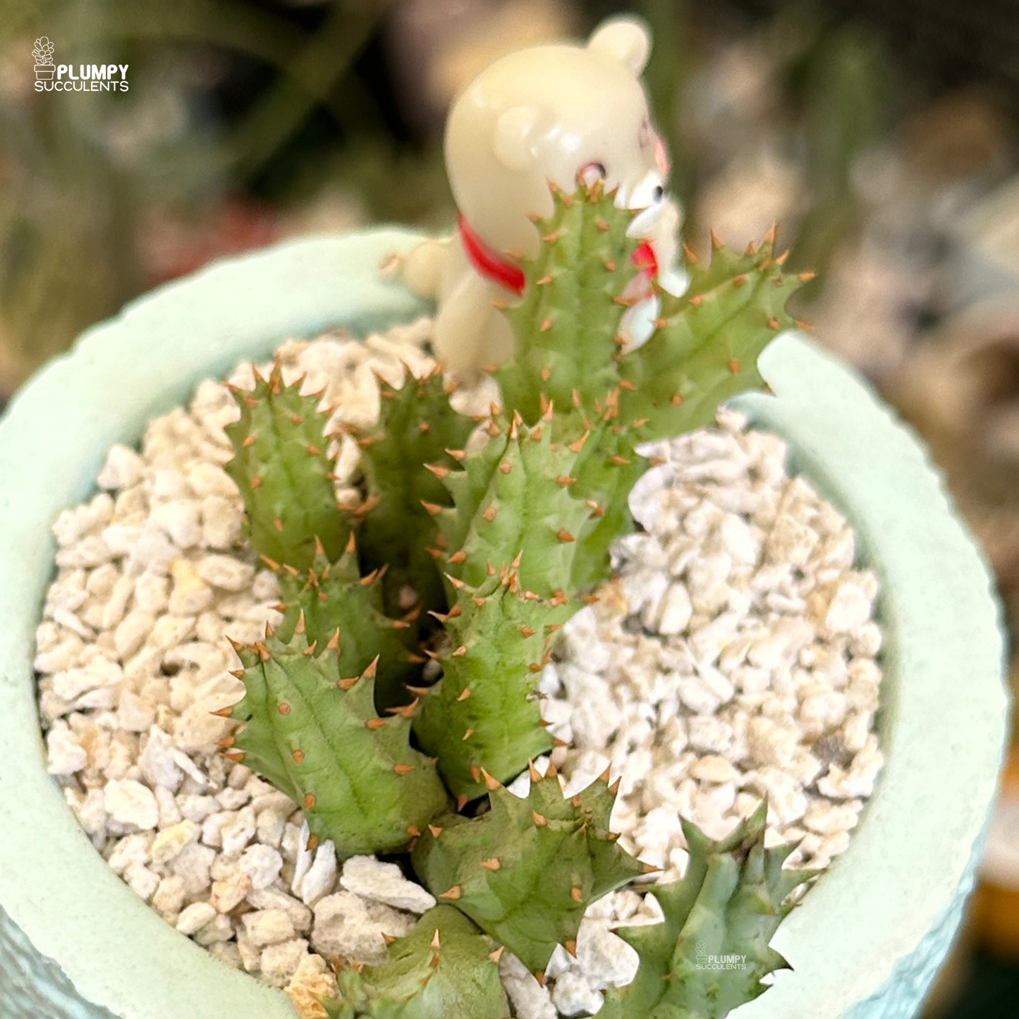 Stapelia