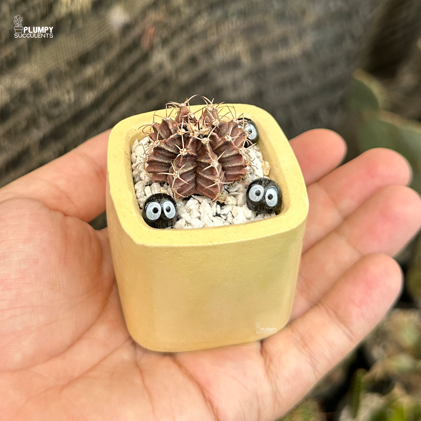 Gymno Cactus