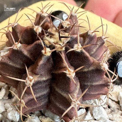 Gymno Cactus