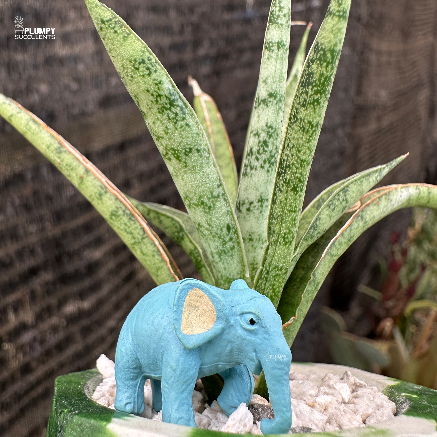 sansevieria asian Sansevieria (Snake Plant)