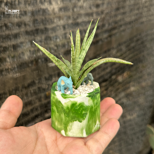 Sansevieria (Snake Plant)