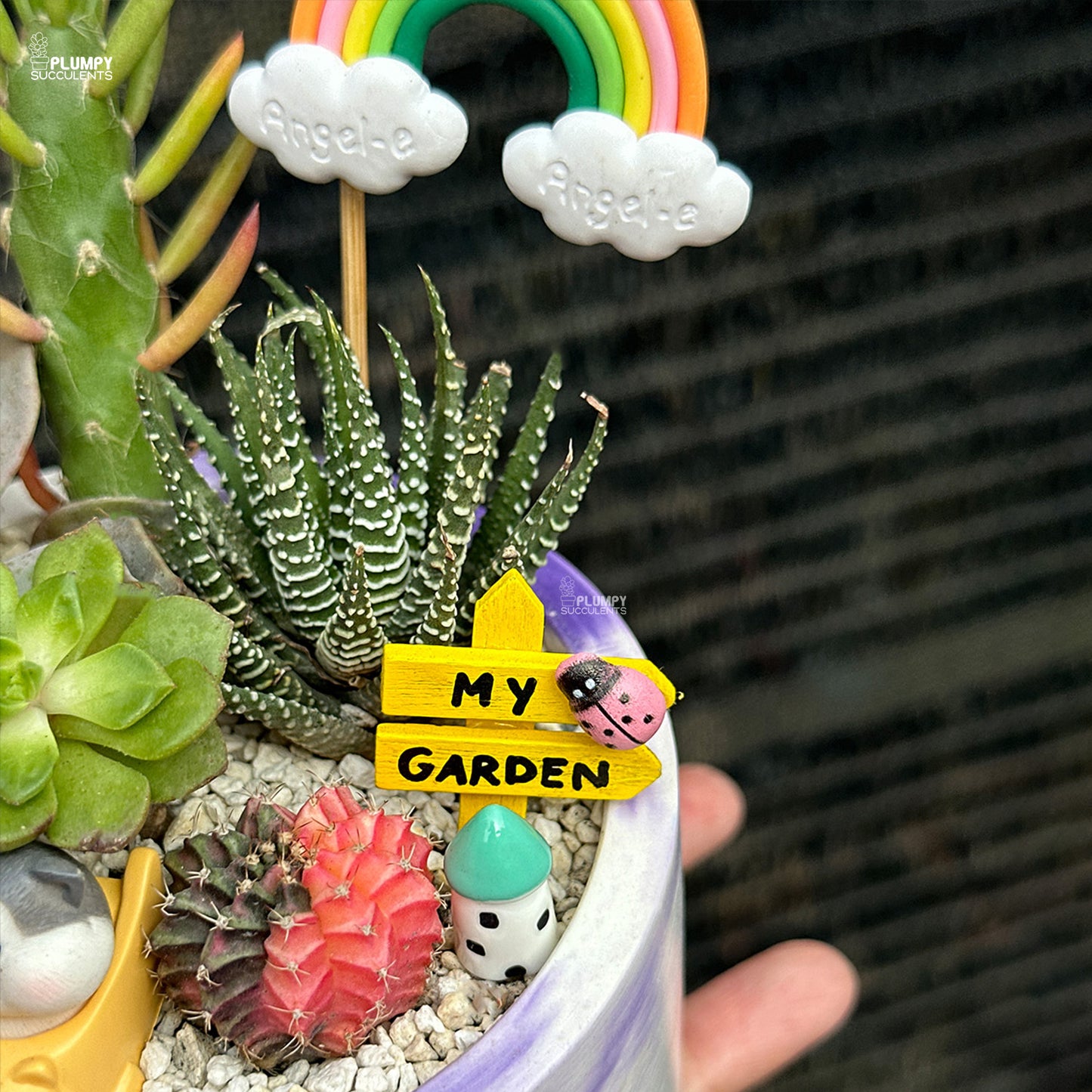 Succulent Garden (Rainbow Land)