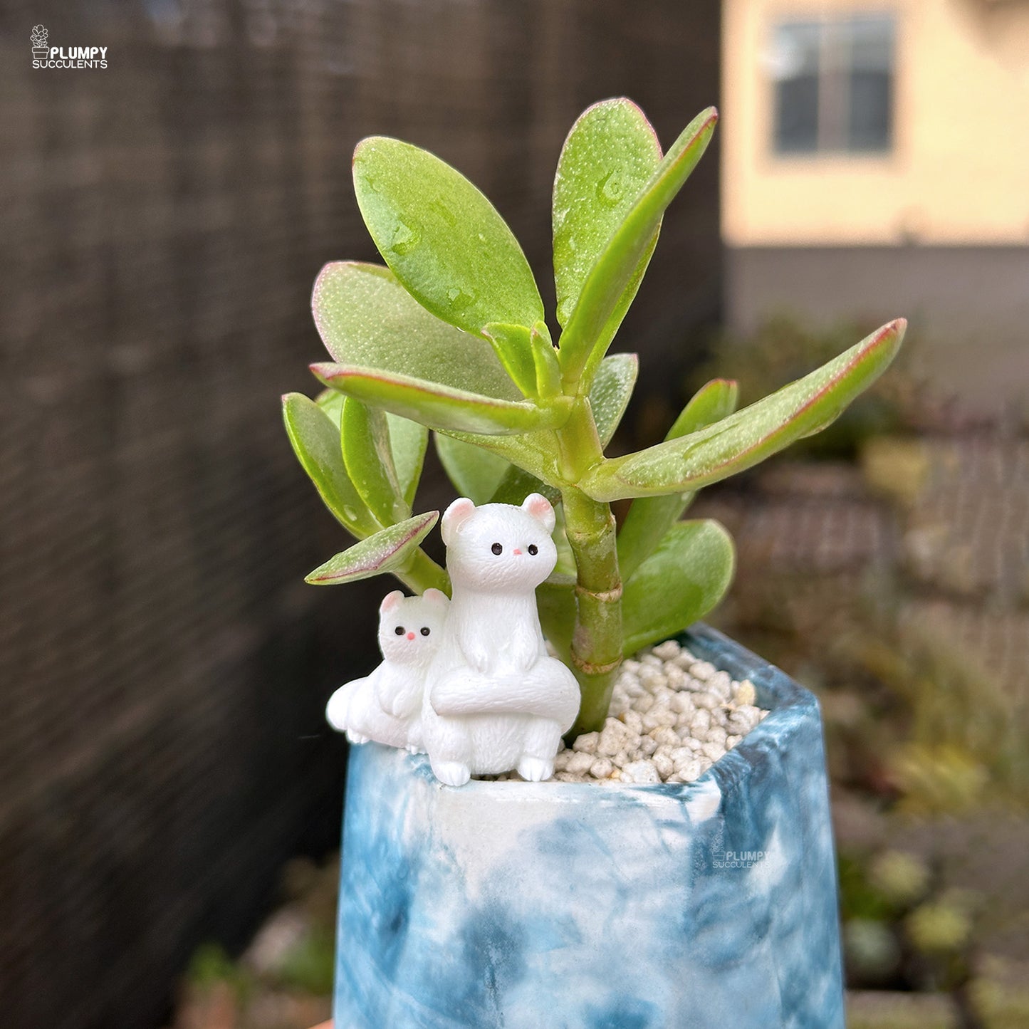 Crassula Ovata – Jade Plant