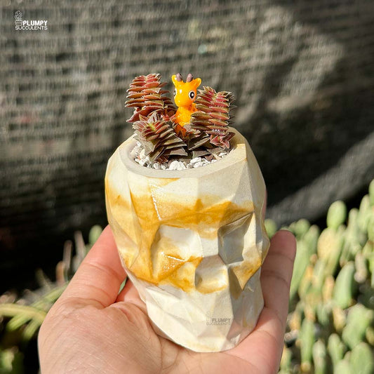 Crassula Capitella ss thyrsiflora