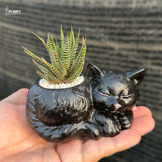 Haworthia Zebra in Cat Planter