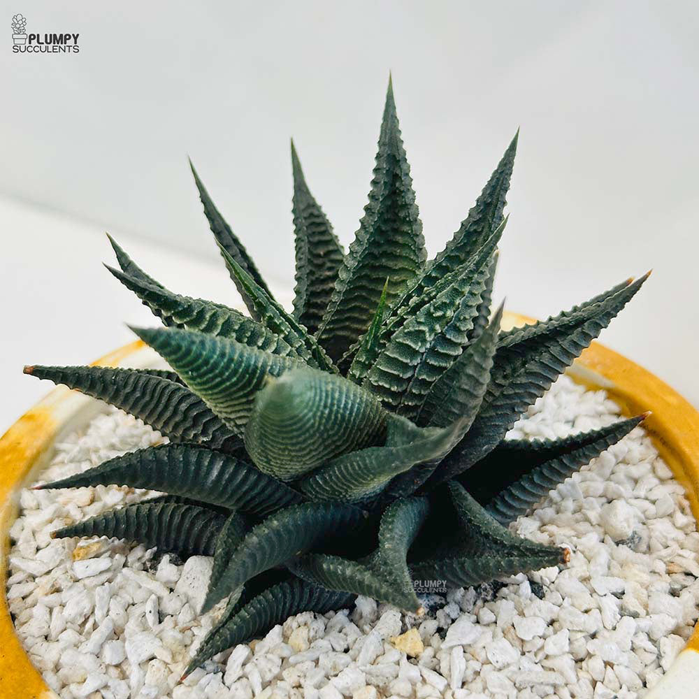 Haworthia Limifolia