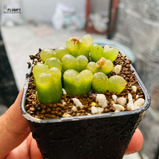 Conophytum Maughanii, 9 Pcs in Pot (Exotic Variety)