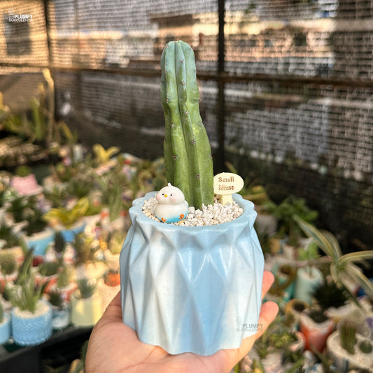 Myrtillocactus Geometrizans - Blue Candle Cactus