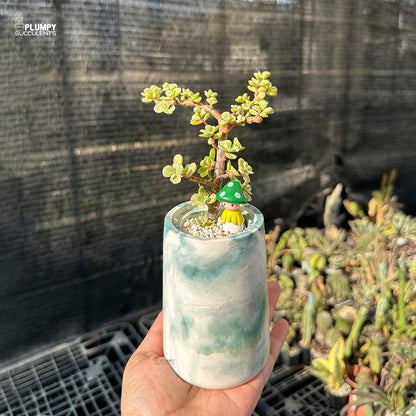Portulacaria Afra – Elephant Bush Jade