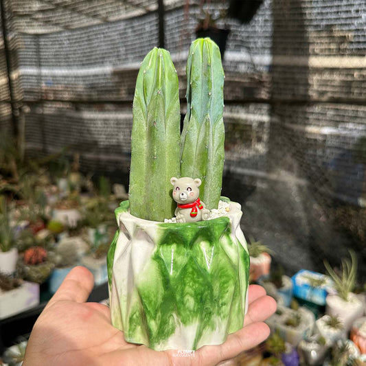 Myrtillocactus Geometrizans ( Blue Candle Cactus)