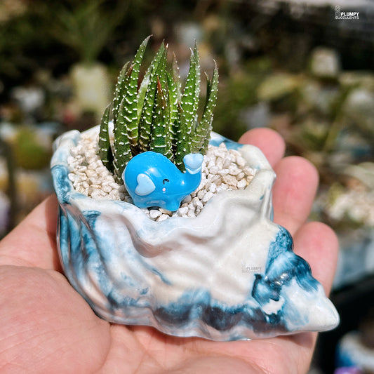 Haworthia Reinwardtii - Love Elephant